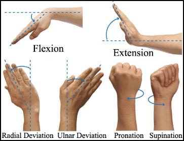 Supination, Orthopedia Wiki